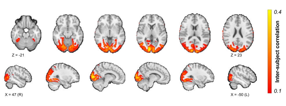 Results from the voxelwise ISC analysis, arbitrarily thresholded at 0.1. An unthresholded whole-brain ISC map is available on NeuroVault.