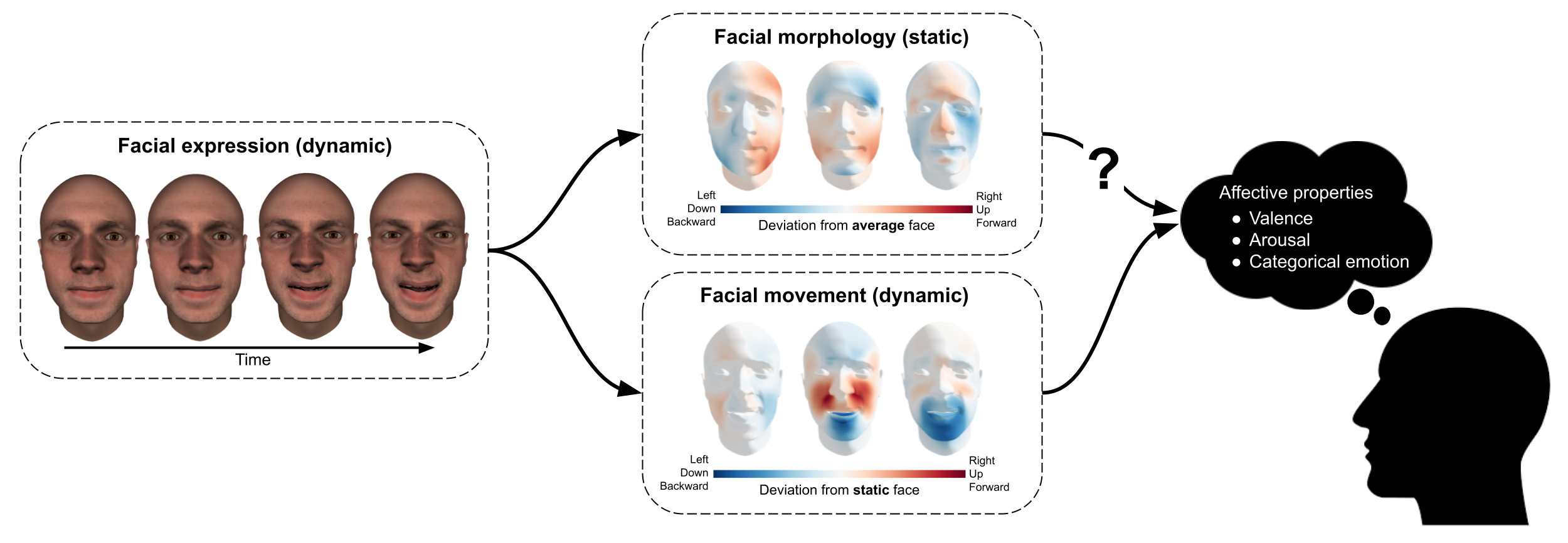 Decomposition of facial expressions in static information (facial morphology) and dynamic information (facial movement), where static information is operationalized as shape deviation relative to the average face while dynamic information is operationalized as shape deviation relative to the static face. The current study’s aim is to quantify the importance of static information, relative to dynamic information, in affective perception.